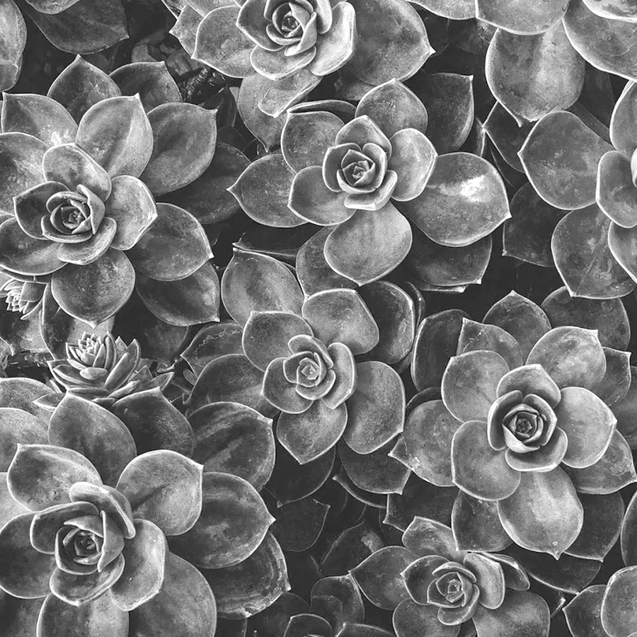 Flower growth